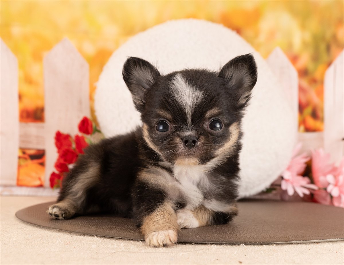 チワワ(ロング) | 女の子 | ブラックタン＆ホワイト | 2026年1月5日（ID:dog-4000727）