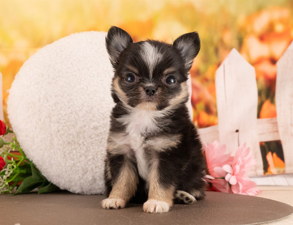 チワワ(ロング) | 女の子 | ブラックタン＆ホワイト | 2026年1月5日（ID:dog-4000727）