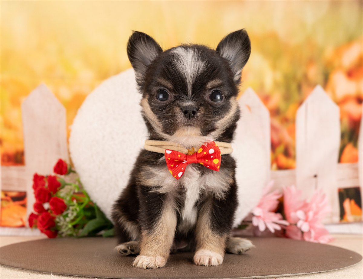 チワワ(ロング) | 女の子 | ブラックタン＆ホワイト | 2026年1月5日（ID:dog-4000727）