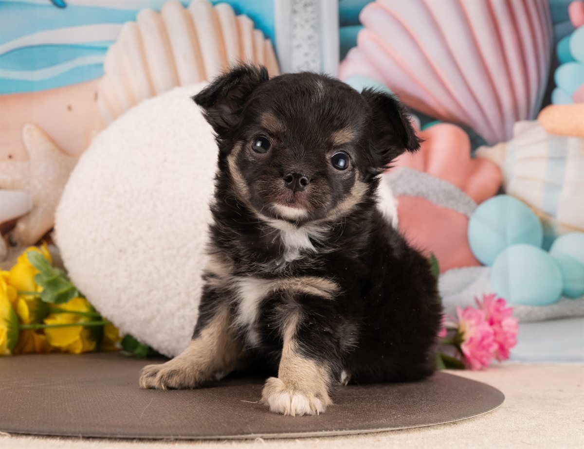 チワワ(ロング) | 女の子 | ブラックタン＆ホワイト | 2026年1月5日（ID:dog-4000729）