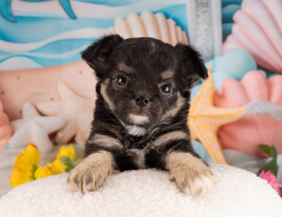 チワワ(ロング) | 女の子 | ブラックタン＆ホワイト | 2026年1月5日（ID:dog-4000729）