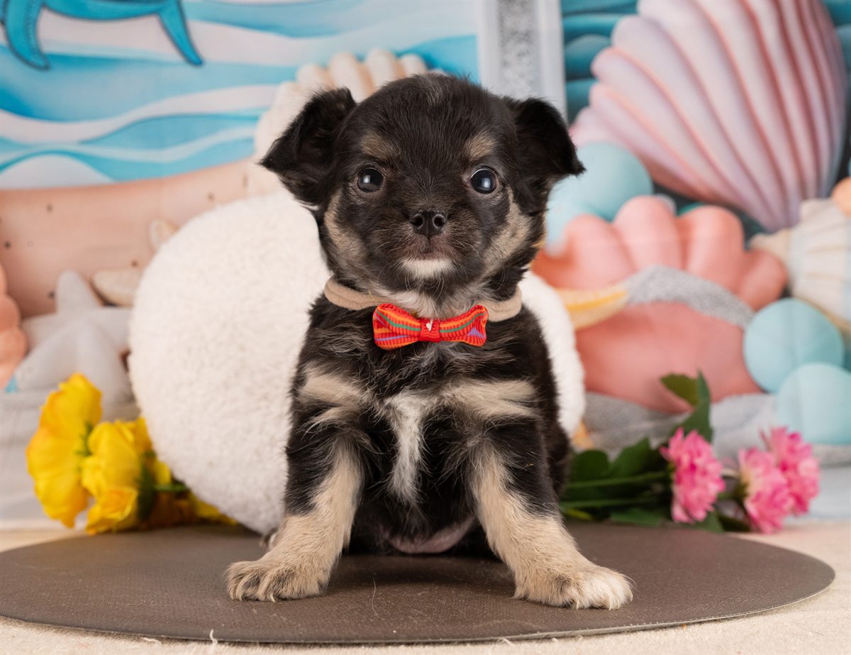 チワワ(ロング) | 女の子 | ブラックタン＆ホワイト | 2026年1月5日（ID:dog-4000729）