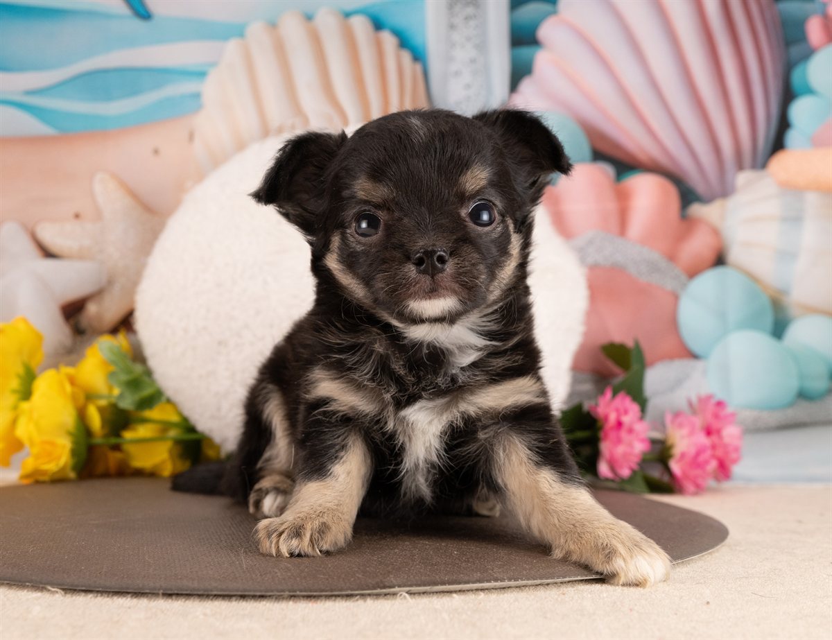 チワワ(ロング) | 女の子 | ブラックタン＆ホワイト | 2026年1月5日（ID:dog-4000729）