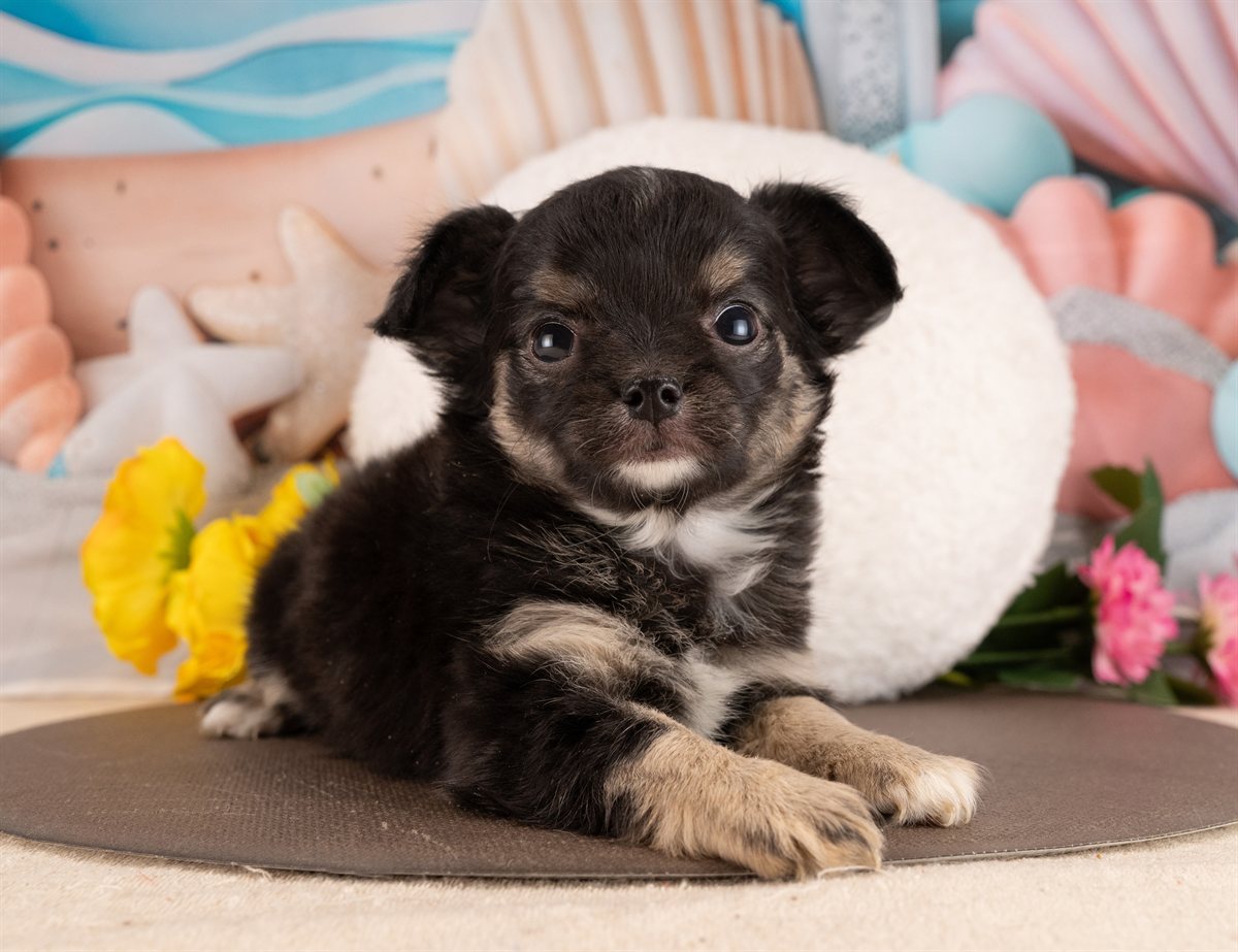 チワワ(ロング) | 女の子 | ブラックタン＆ホワイト | 2026年1月5日（ID:dog-4000729）