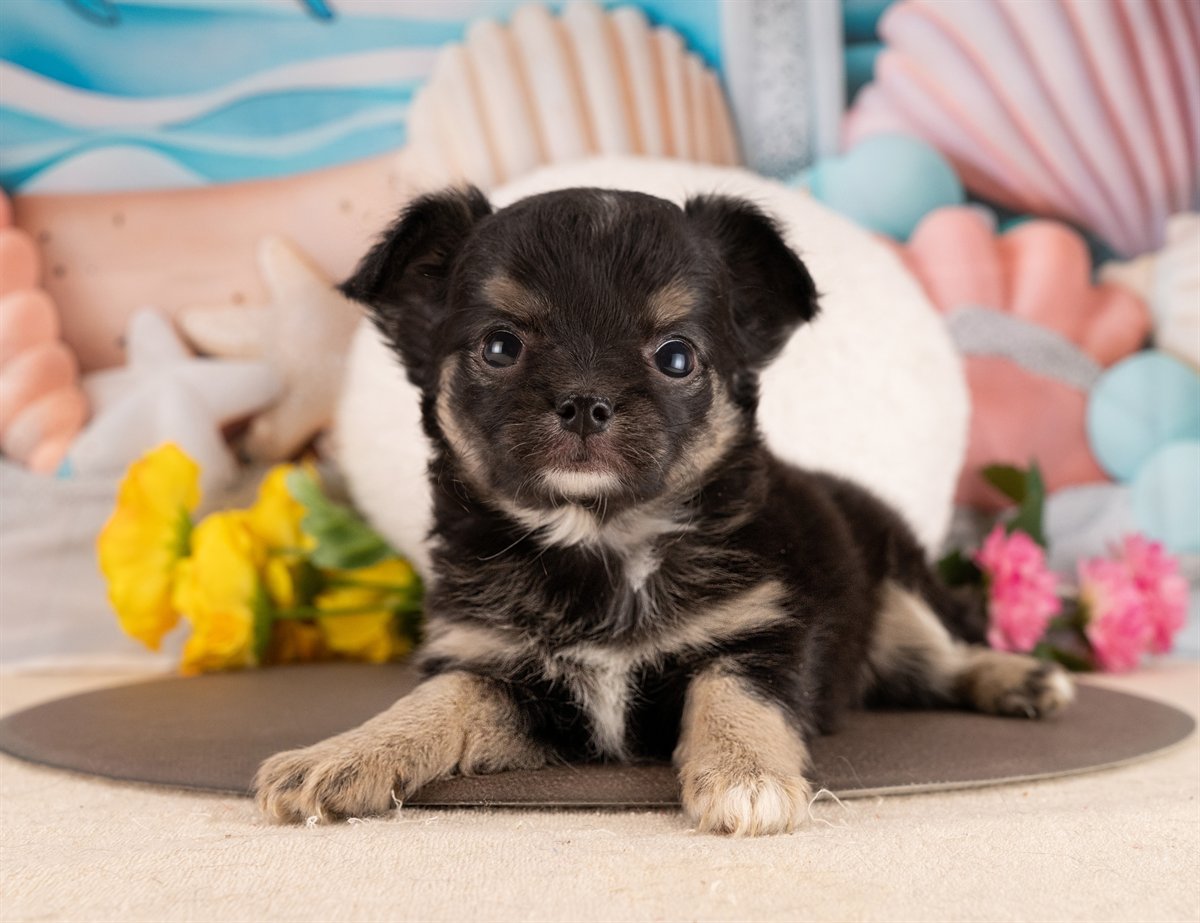 チワワ(ロング) | 女の子 | ブラックタン＆ホワイト | 2026年1月5日（ID:dog-4000729）