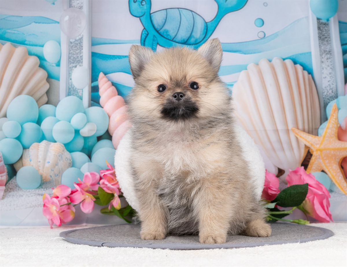 ポメラニアン | 女の子 | ウルフセーブル | 2026年1月7日（ID:dog-4000730）