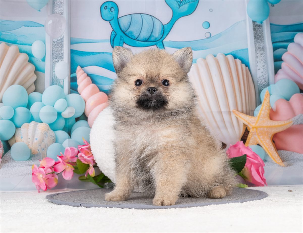 ポメラニアン | 女の子 | ウルフセーブル | 2026年1月7日（ID:dog-4000730）