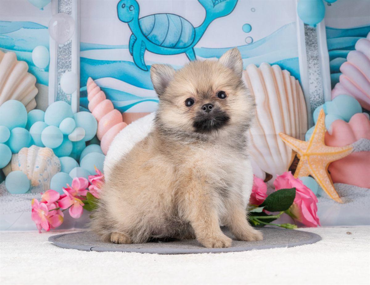 ポメラニアン | 女の子 | ウルフセーブル | 2026年1月7日（ID:dog-4000730）