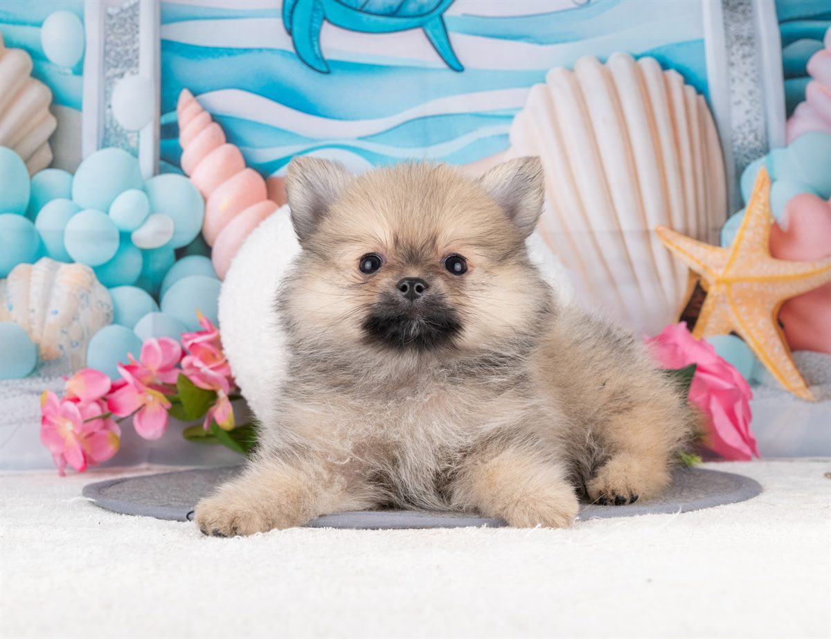 ポメラニアン | 女の子 | ウルフセーブル | 2026年1月7日（ID:dog-4000730）