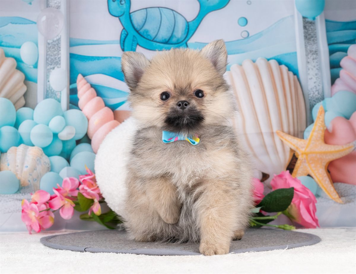 ポメラニアン | 女の子 | ウルフセーブル | 2026年1月7日（ID:dog-4000730）