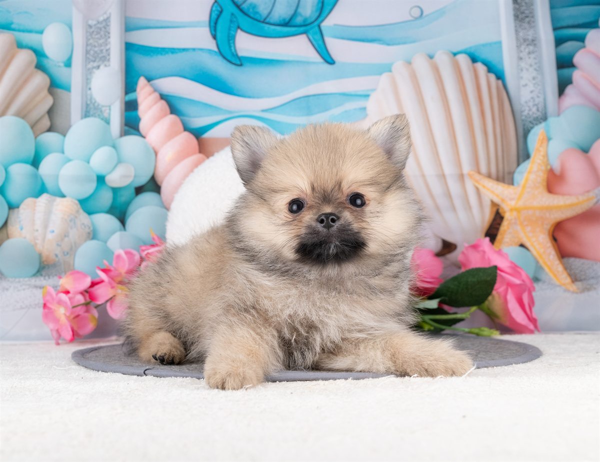 ポメラニアン | 女の子 | ウルフセーブル | 2026年1月7日（ID:dog-4000730）