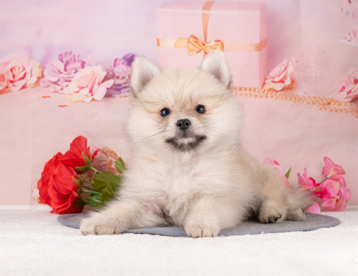 ポメラニアン | 男の子 | ウルフセーブル | 2026年1月7日（ID:dog-4000731）