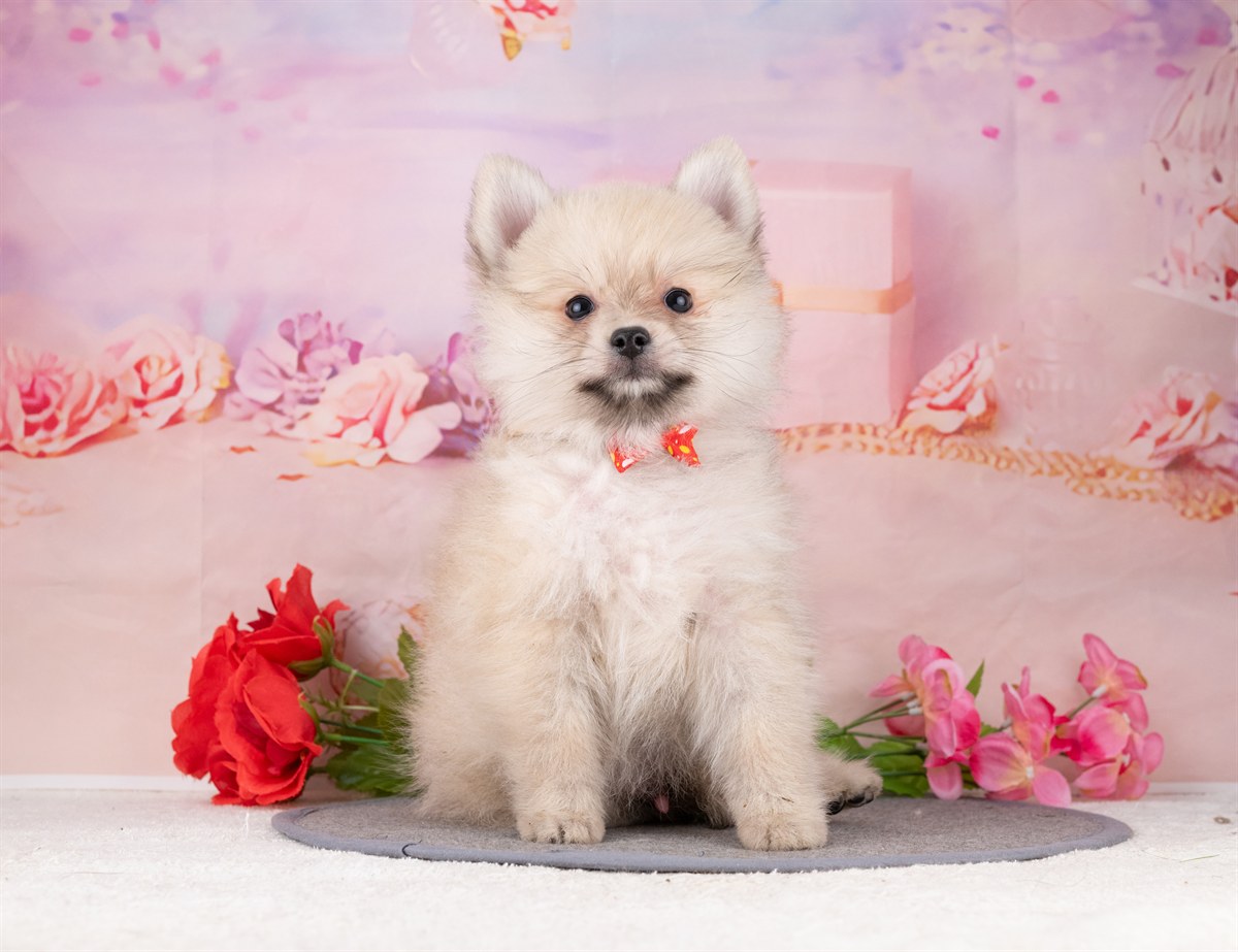 ポメラニアン | 男の子 | ウルフセーブル | 2026年1月7日（ID:dog-4000731）