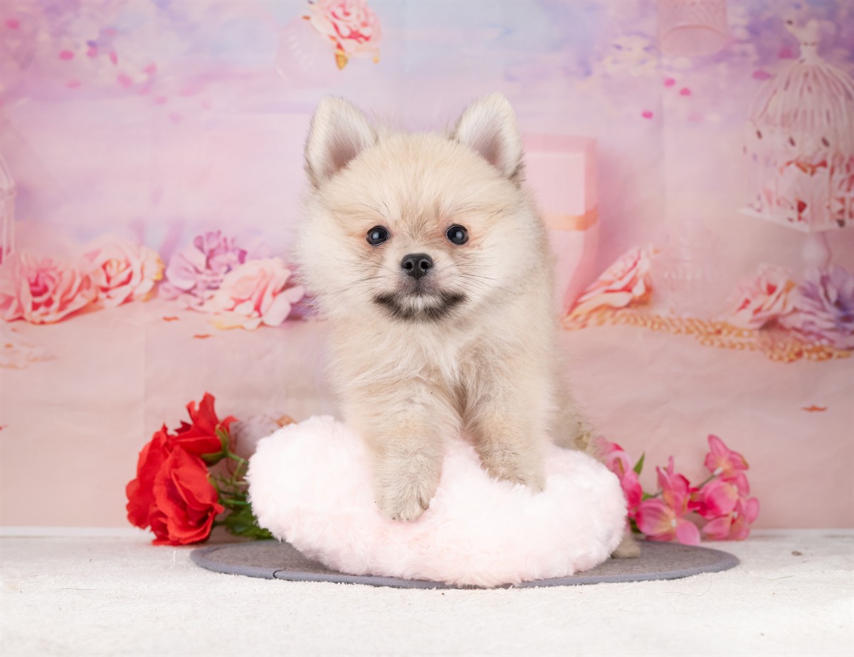 ポメラニアン | 男の子 | ウルフセーブル | 2026年1月7日（ID:dog-4000731）