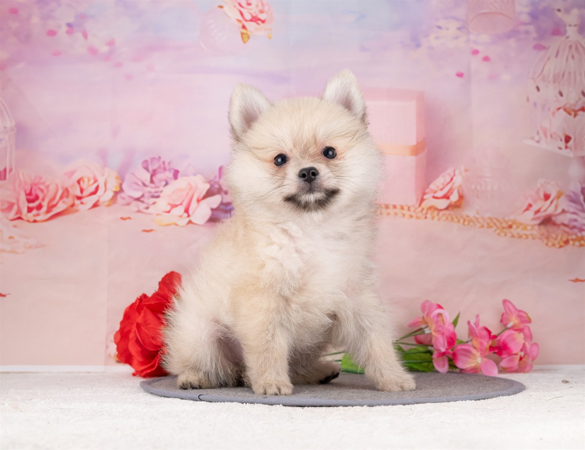 ポメラニアン | 男の子 | ウルフセーブル | 2026年1月7日（ID:dog-4000731）