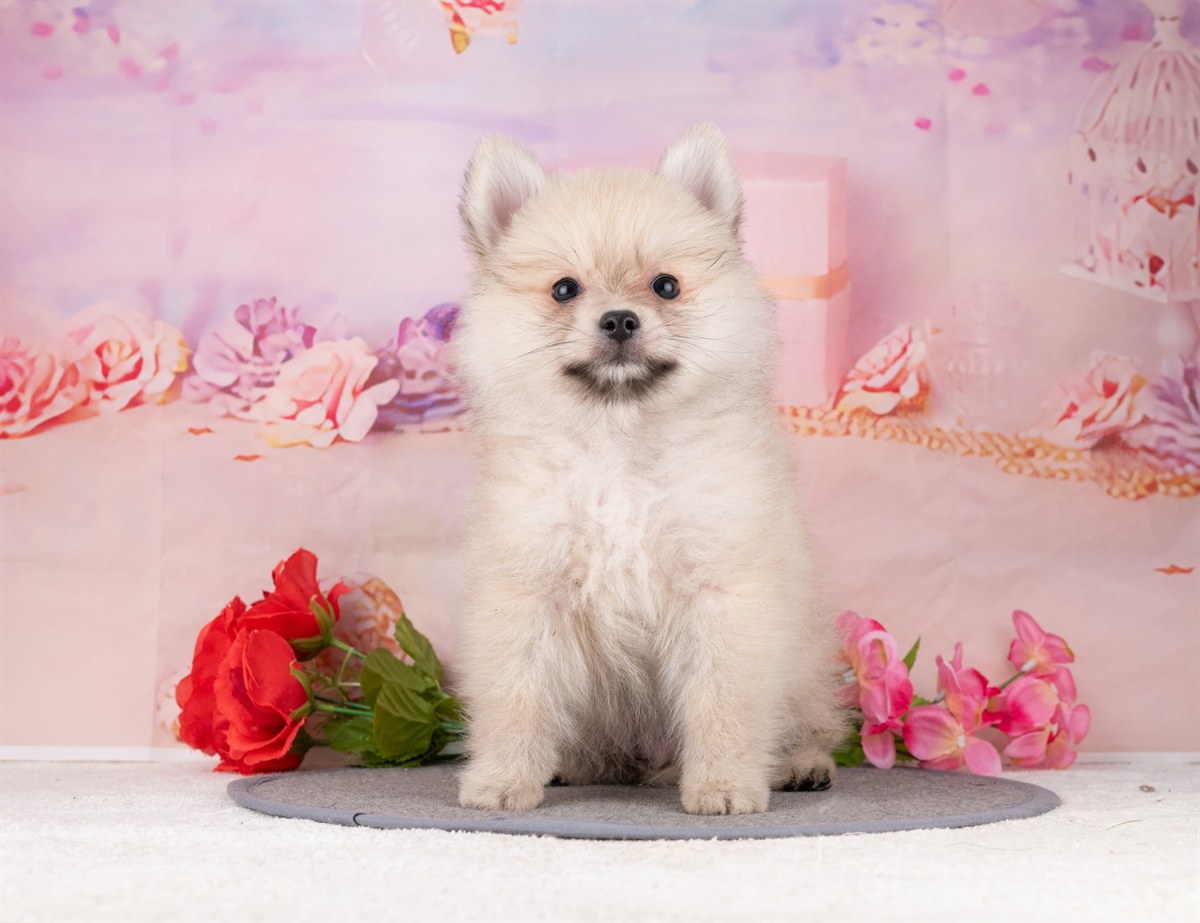 ポメラニアン | 男の子 | ウルフセーブル | 2026年1月7日（ID:dog-4000731）