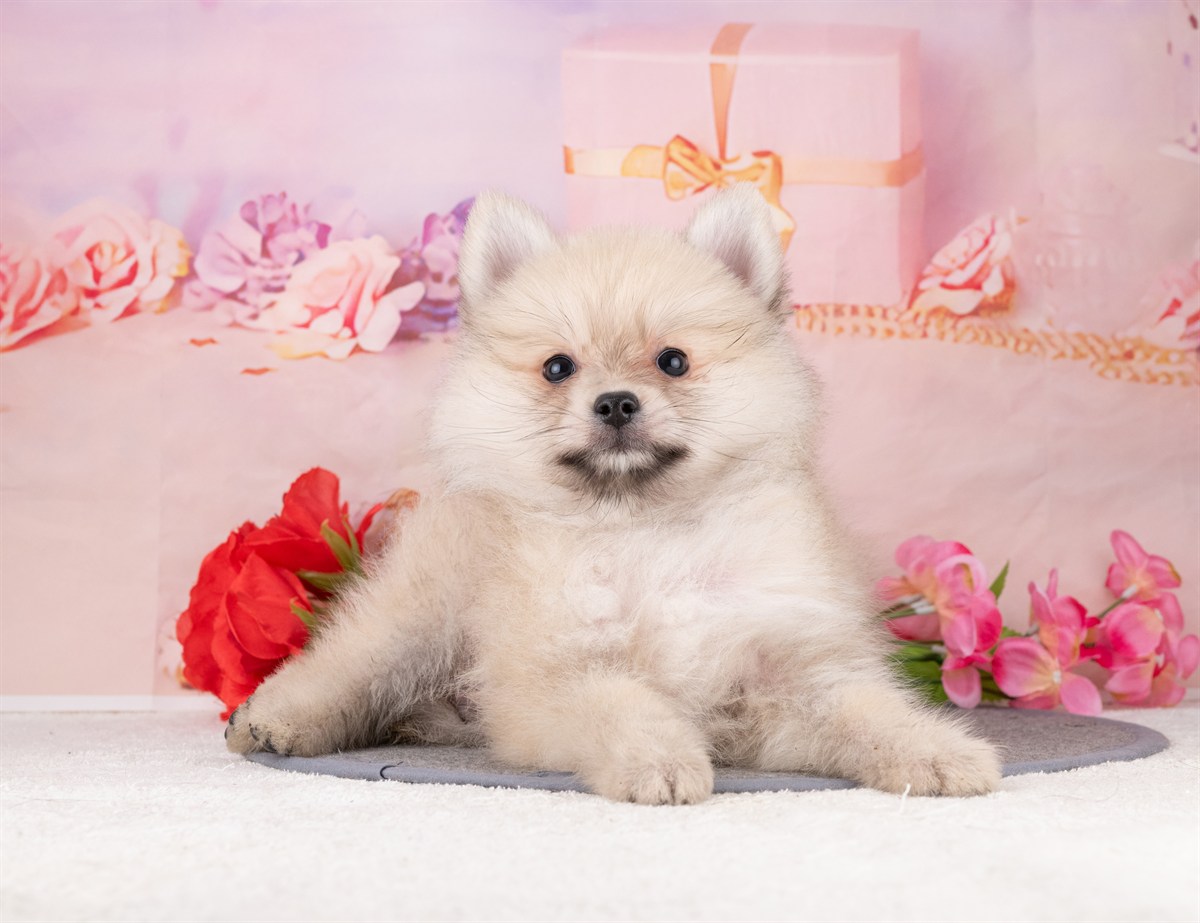 ポメラニアン | 男の子 | ウルフセーブル | 2026年1月7日（ID:dog-4000731）