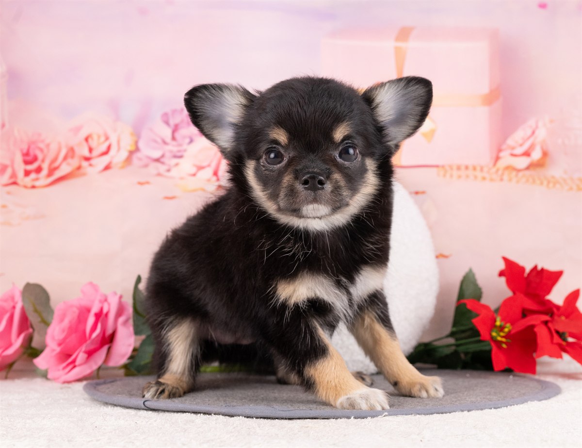 チワワ(ロング) | 女の子 | ブラック＆タン | 2026年1月8日（ID:dog-4000738）