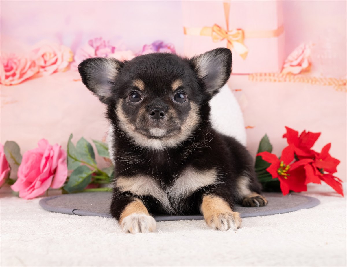 チワワ(ロング) | 女の子 | ブラック＆タン | 2026年1月8日（ID:dog-4000738）