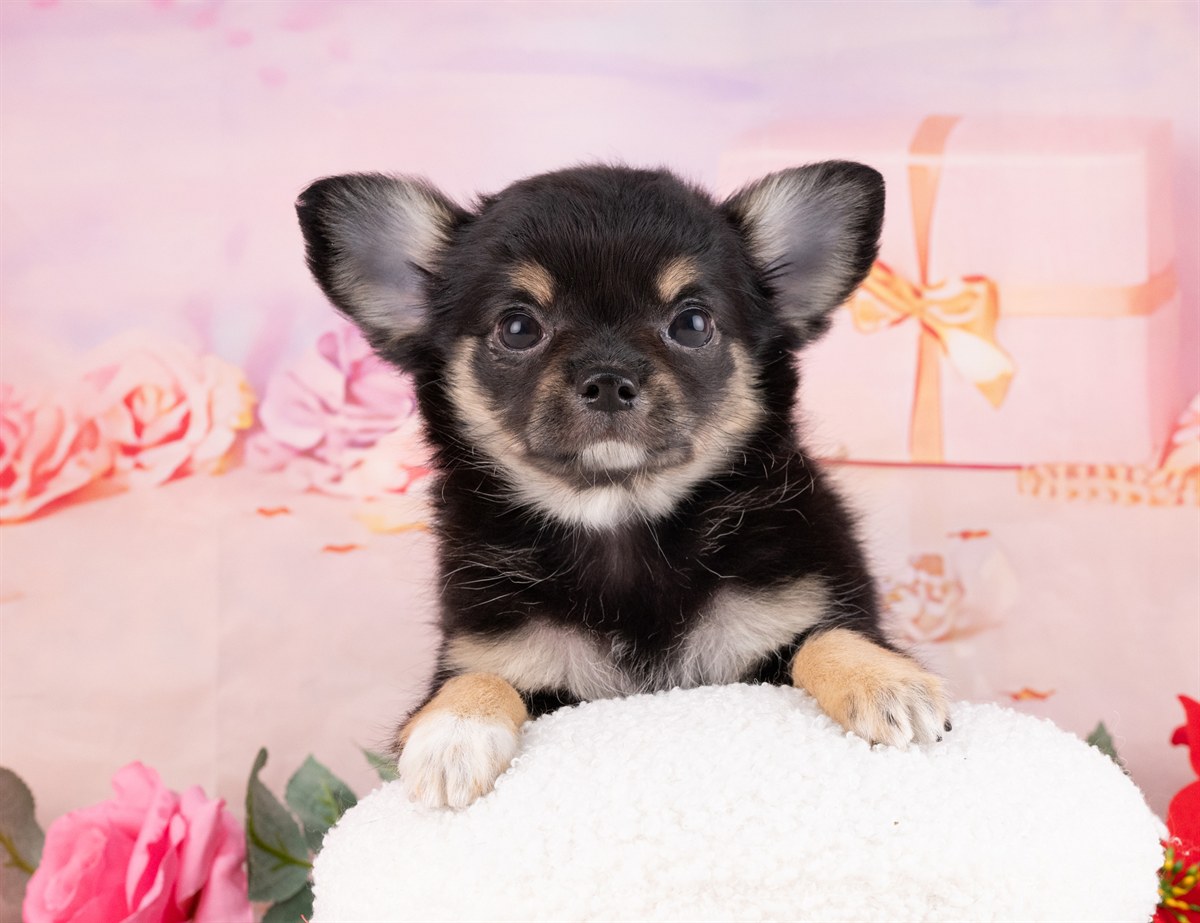 チワワ(ロング) | 女の子 | ブラック＆タン | 2026年1月8日（ID:dog-4000738）