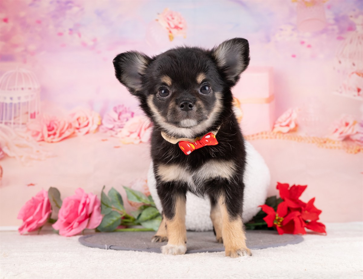 チワワ(ロング) | 女の子 | ブラック＆タン | 2026年1月8日（ID:dog-4000738）