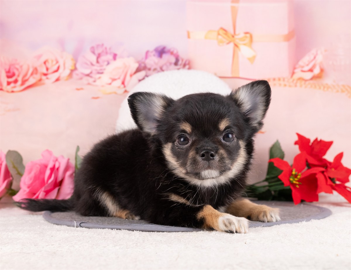 チワワ(ロング) | 女の子 | ブラック＆タン | 2026年1月8日（ID:dog-4000738）