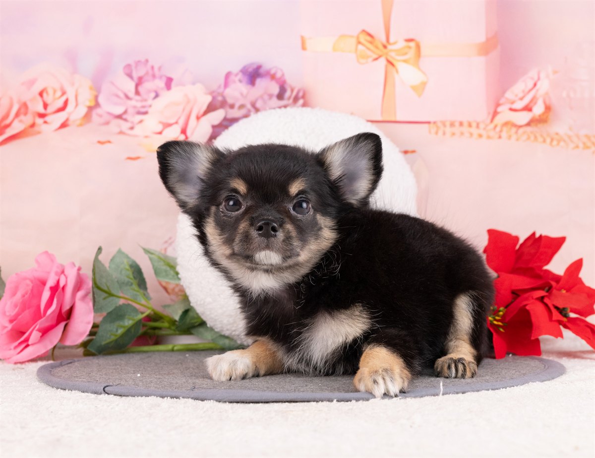 チワワ(ロング) | 女の子 | ブラック＆タン | 2026年1月8日（ID:dog-4000738）