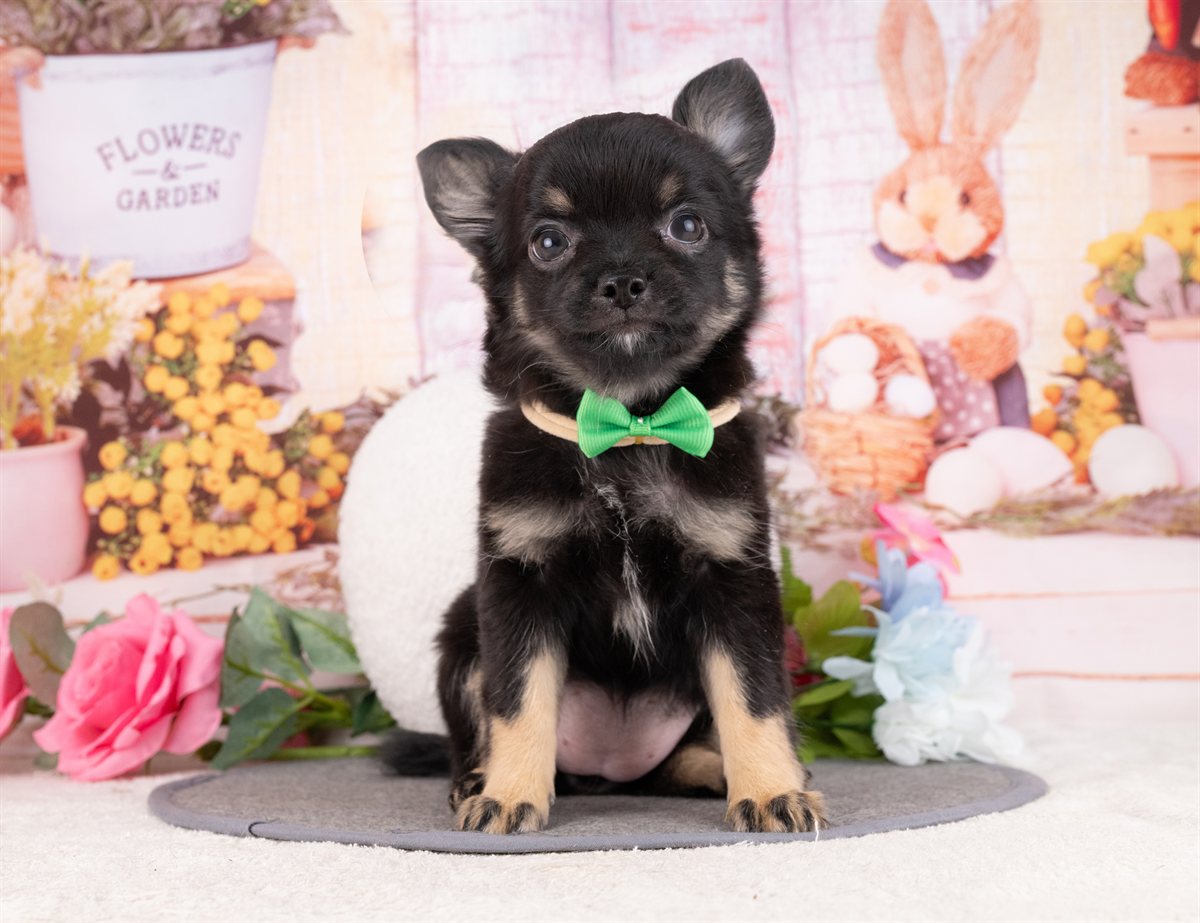 チワワ(ロング) | 女の子 | ブラック＆タン | 2026年1月8日（ID:dog-4000739）