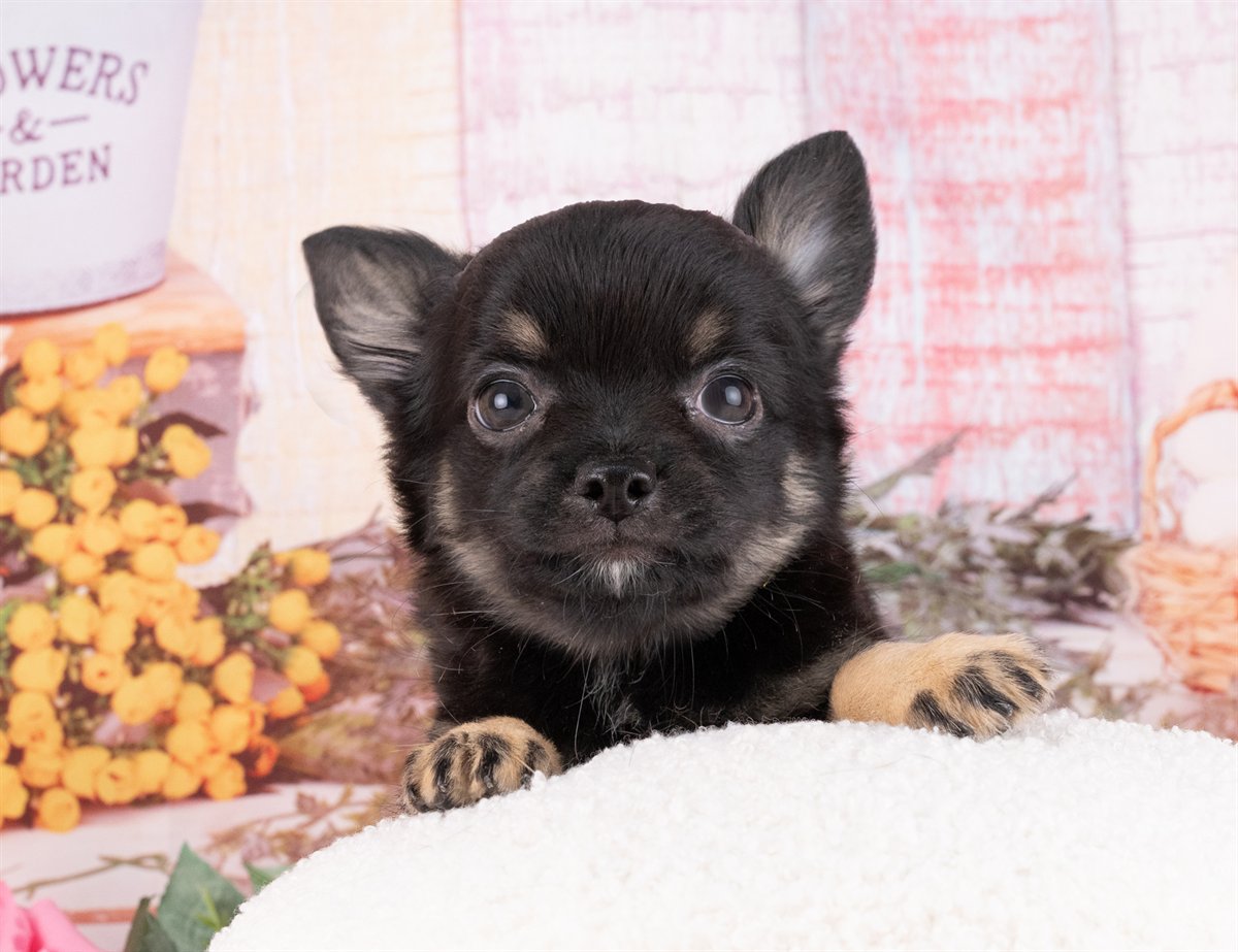 チワワ(ロング) | 女の子 | ブラック＆タン | 2026年1月8日（ID:dog-4000739）