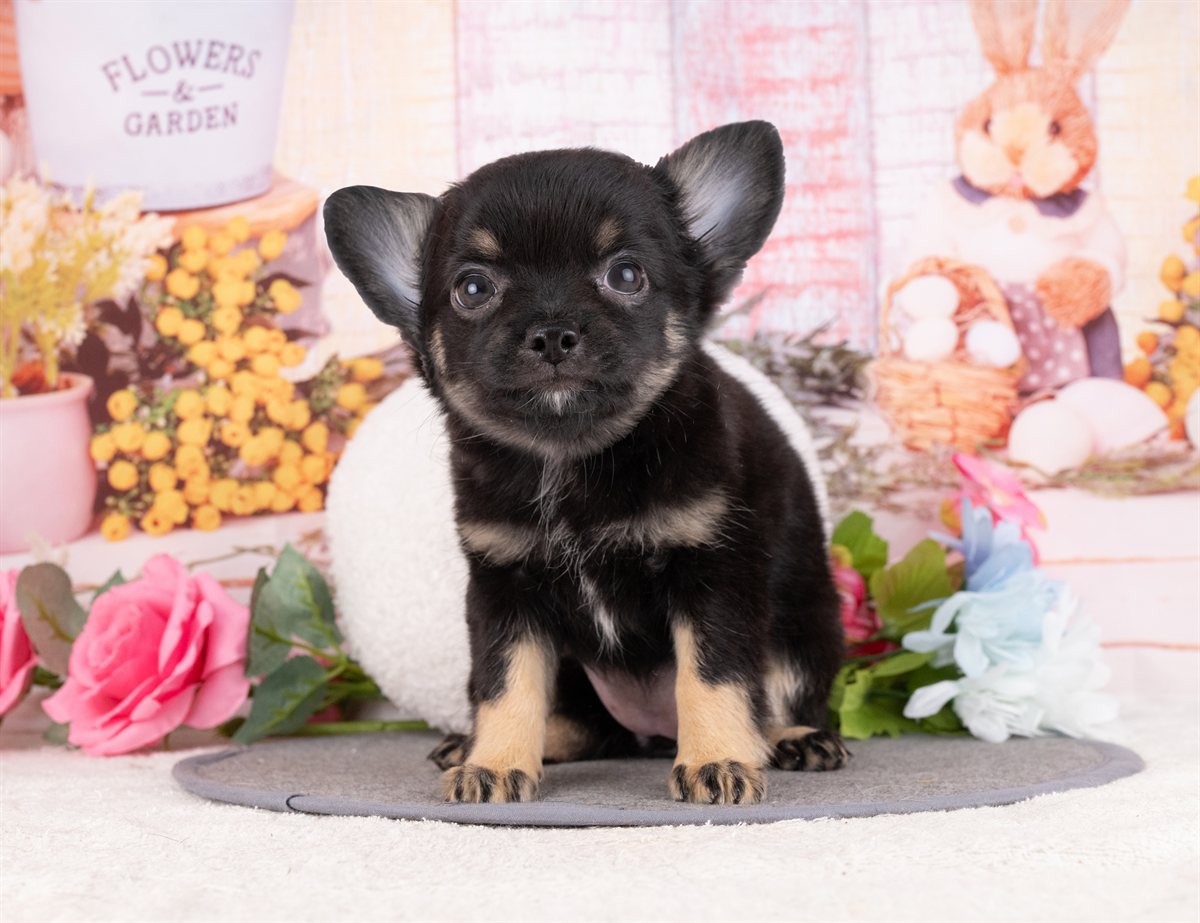 チワワ(ロング) | 女の子 | ブラック＆タン | 2026年1月8日（ID:dog-4000739）
