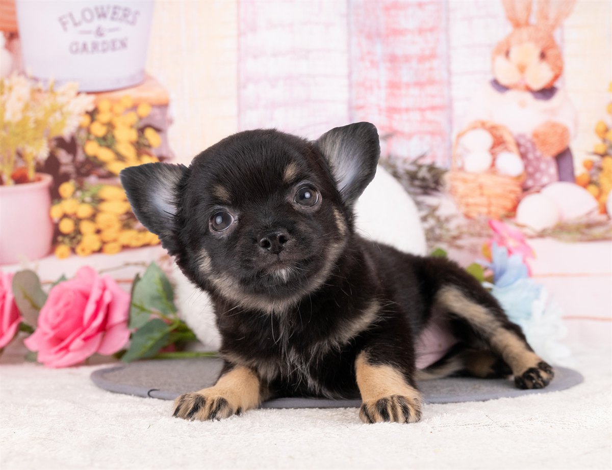 チワワ(ロング) | 女の子 | ブラック＆タン | 2026年1月8日（ID:dog-4000739）
