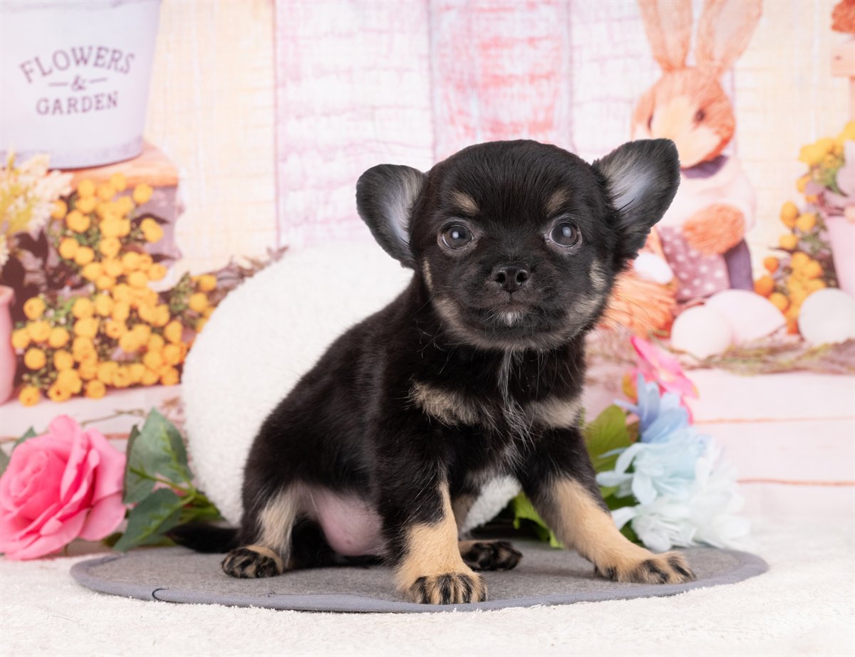 チワワ(ロング) | 女の子 | ブラック＆タン | 2026年1月8日（ID:dog-4000739）
