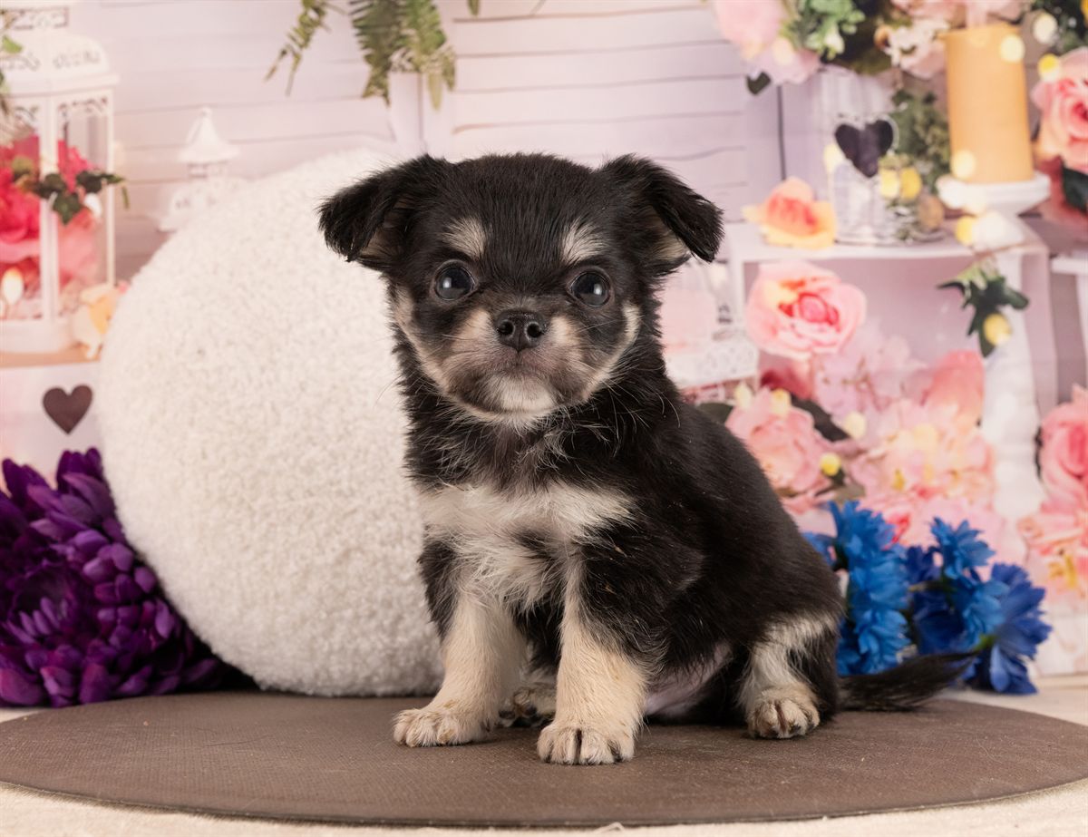 チワワ(ロング) | 男の子 | ブラックタン＆ホワイト | 2026年1月13日（ID:dog-4000749）