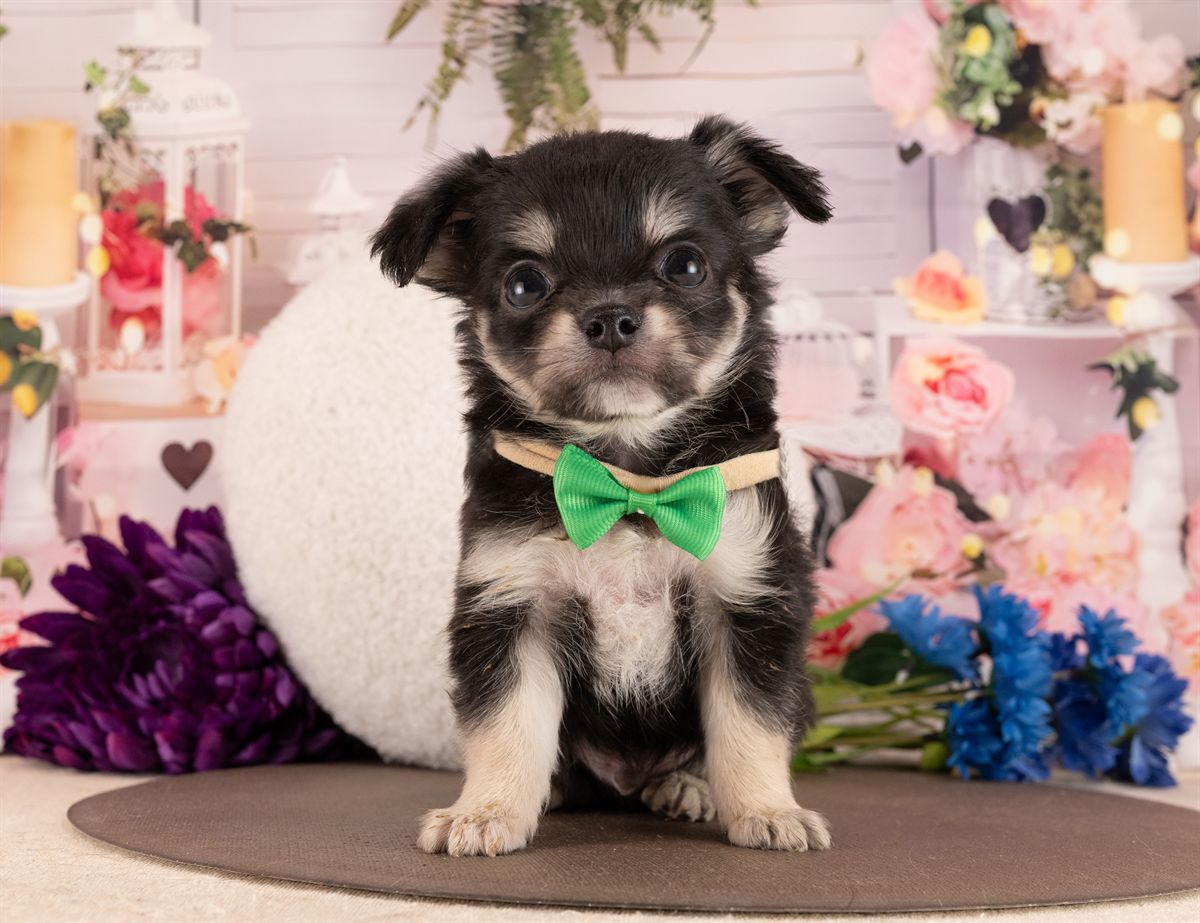 チワワ(ロング) | 男の子 | ブラックタン＆ホワイト | 2026年1月13日（ID:dog-4000749）