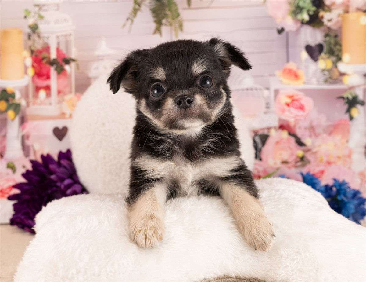 チワワ(ロング) | 男の子 | ブラックタン＆ホワイト | 2026年1月13日（ID:dog-4000749）