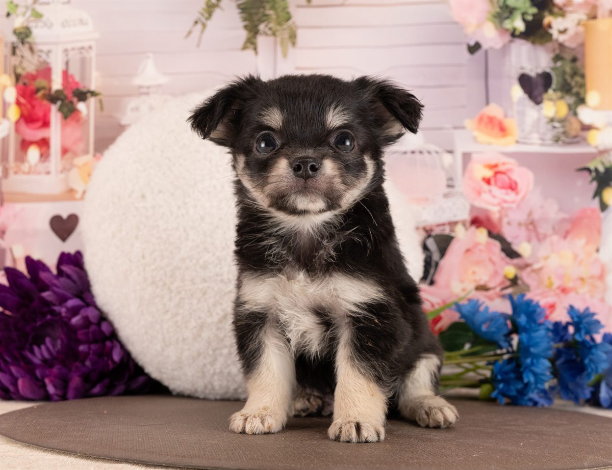 チワワ(ロング) | 男の子 | ブラックタン＆ホワイト | 2026年1月13日（ID:dog-4000749）