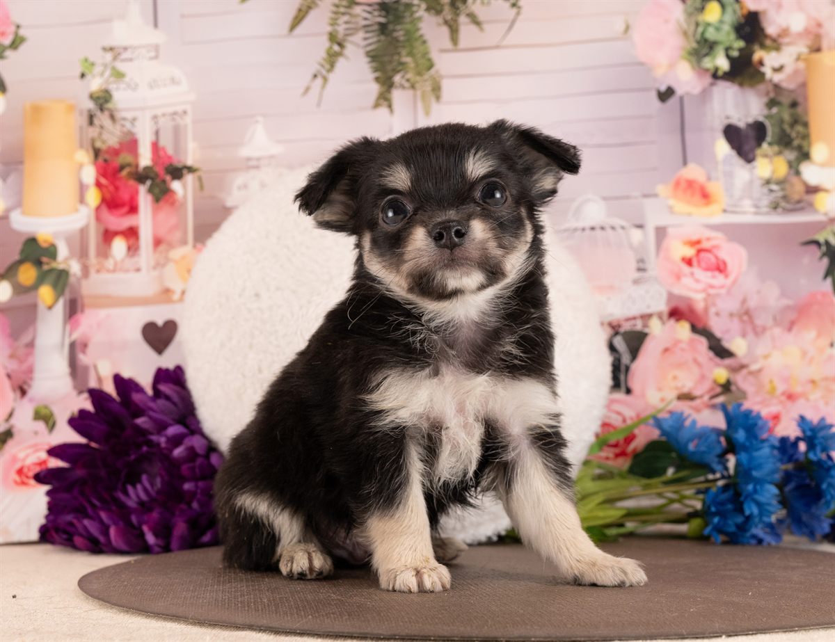 チワワ(ロング) | 男の子 | ブラックタン＆ホワイト | 2026年1月13日（ID:dog-4000749）