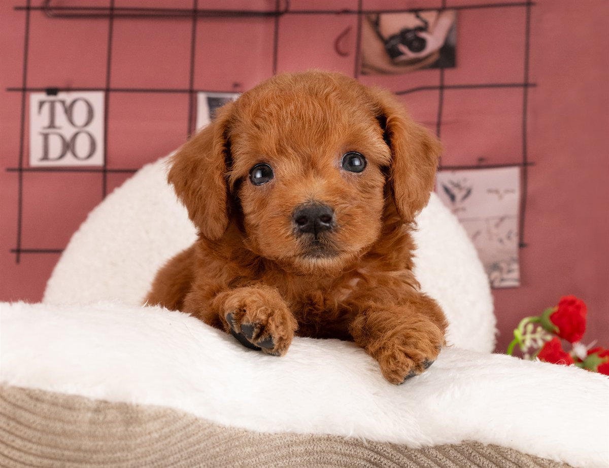 トイ・プードル | 女の子 | レッド | 2026年1月13日（ID:dog-4000753）