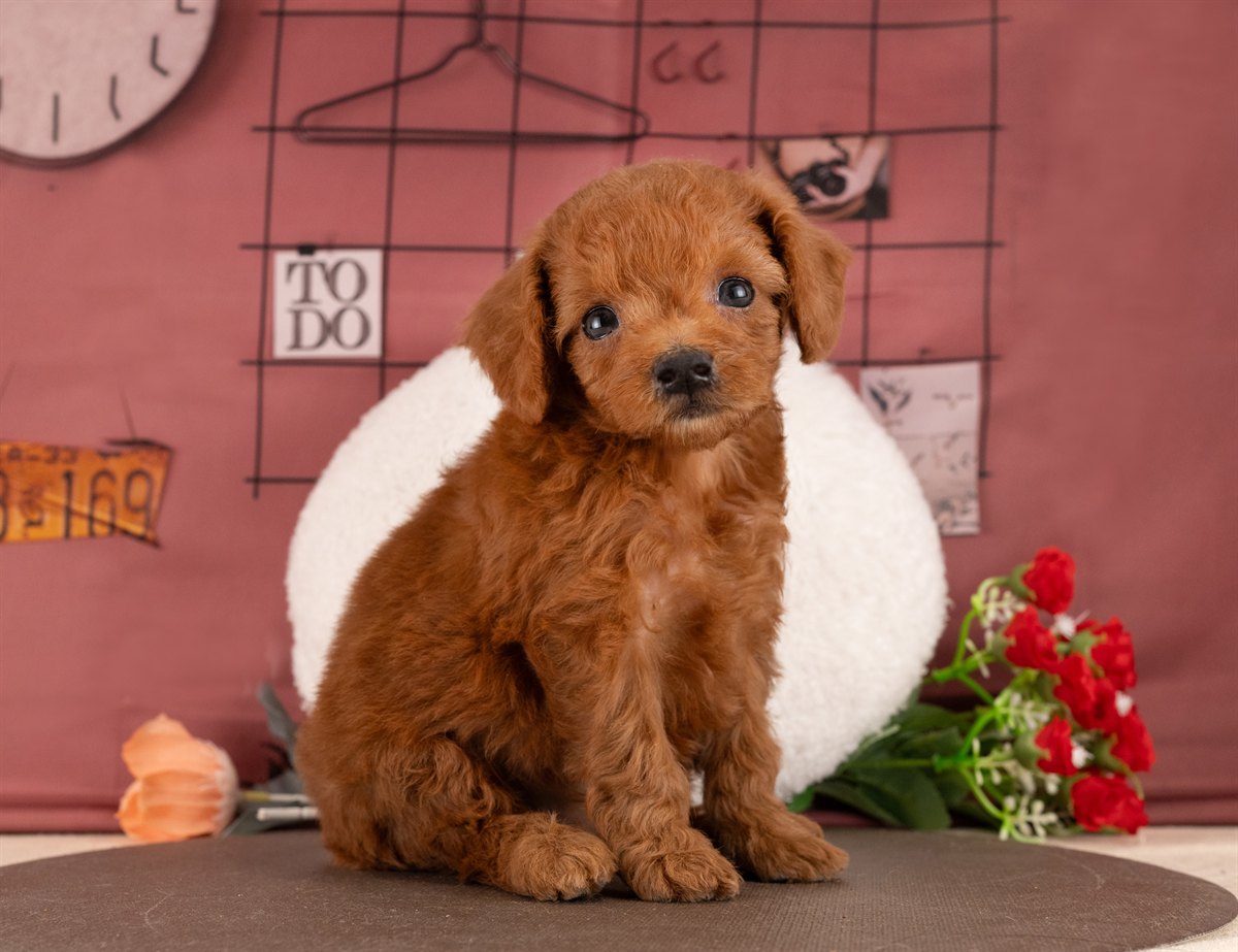 トイ・プードル | 女の子 | レッド | 2026年1月13日（ID:dog-4000753）