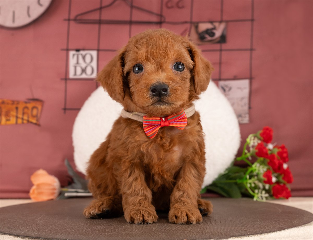 トイ・プードル | 女の子 | レッド | 2026年1月13日（ID:dog-4000753）