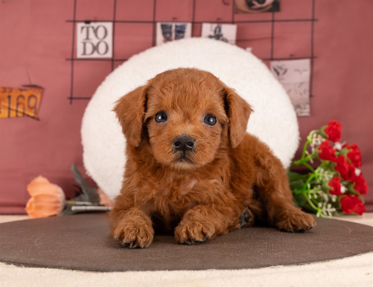 トイ・プードル | 女の子 | レッド | 2026年1月13日（ID:dog-4000753）