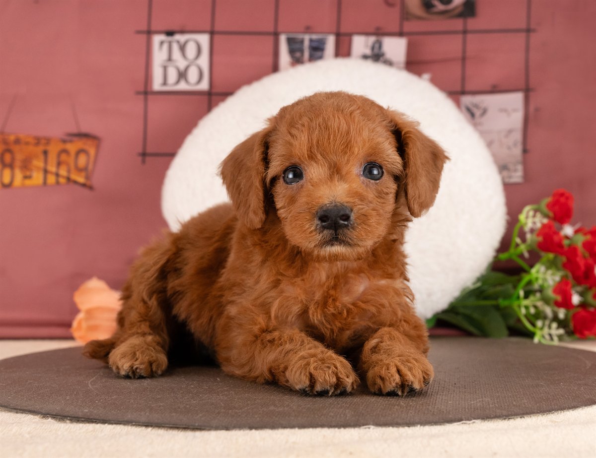 トイ・プードル | 女の子 | レッド | 2026年1月13日（ID:dog-4000753）