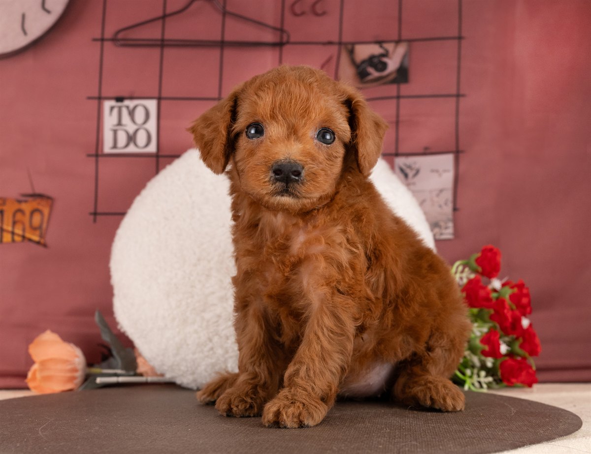 トイ・プードル | 女の子 | レッド | 2026年1月13日（ID:dog-4000753）