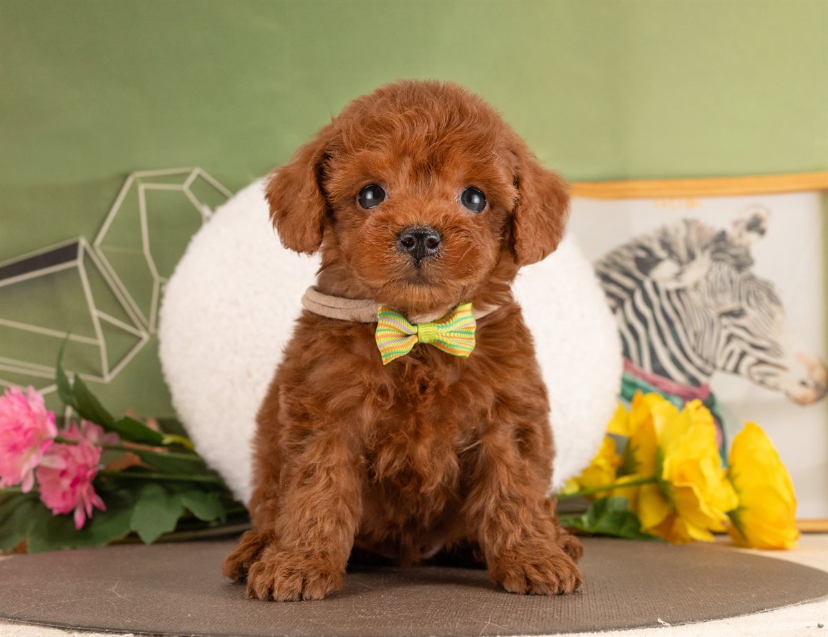 トイ・プードル | 女の子 | レッド | 2026年1月13日（ID:dog-4000754）