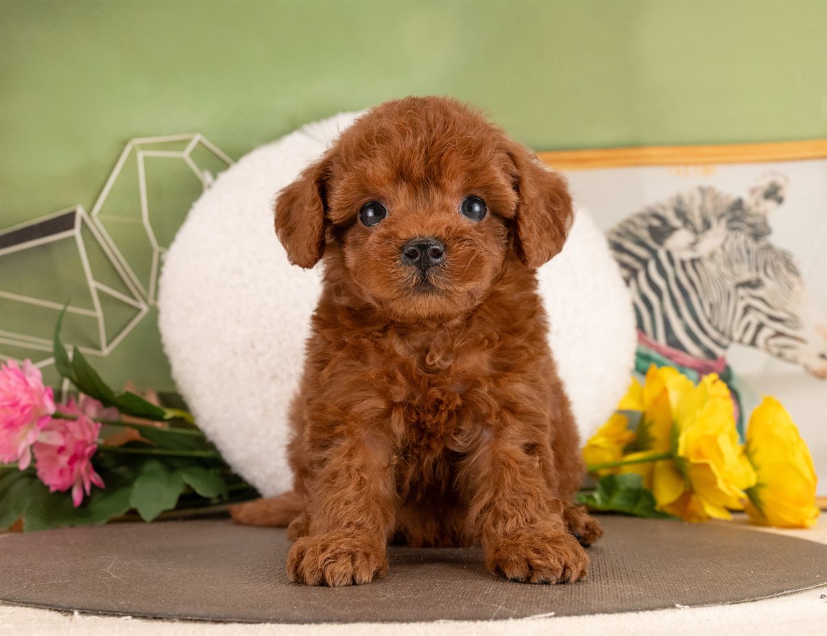 トイ・プードル | 女の子 | レッド | 2026年1月13日（ID:dog-4000754）