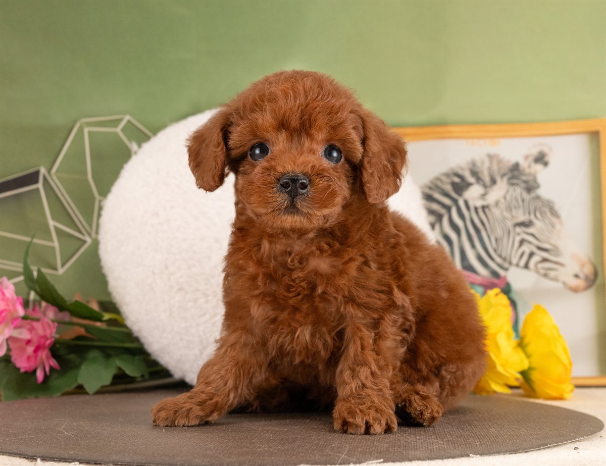 トイ・プードル | 女の子 | レッド | 2026年1月13日（ID:dog-4000754）