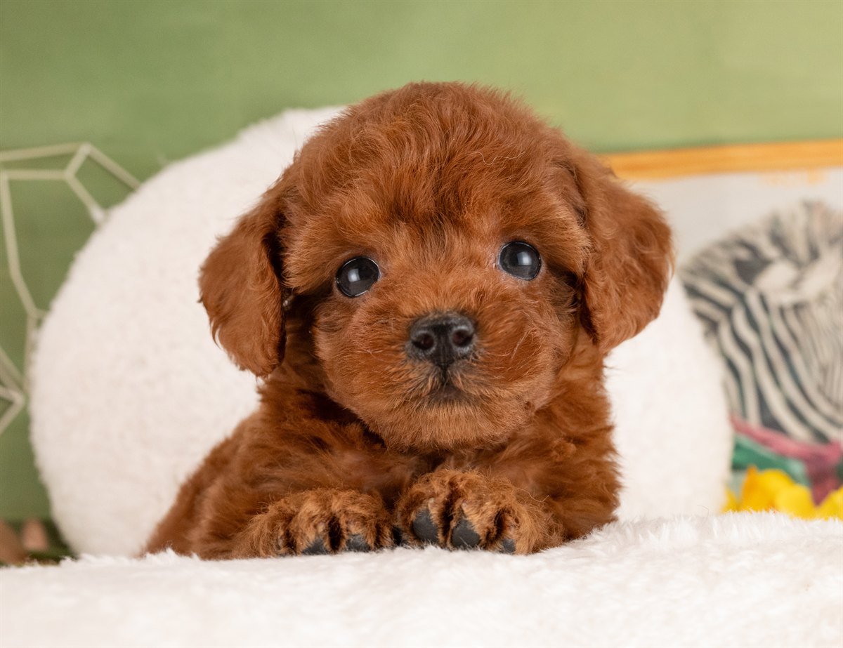 トイ・プードル | 女の子 | レッド | 2026年1月13日（ID:dog-4000754）