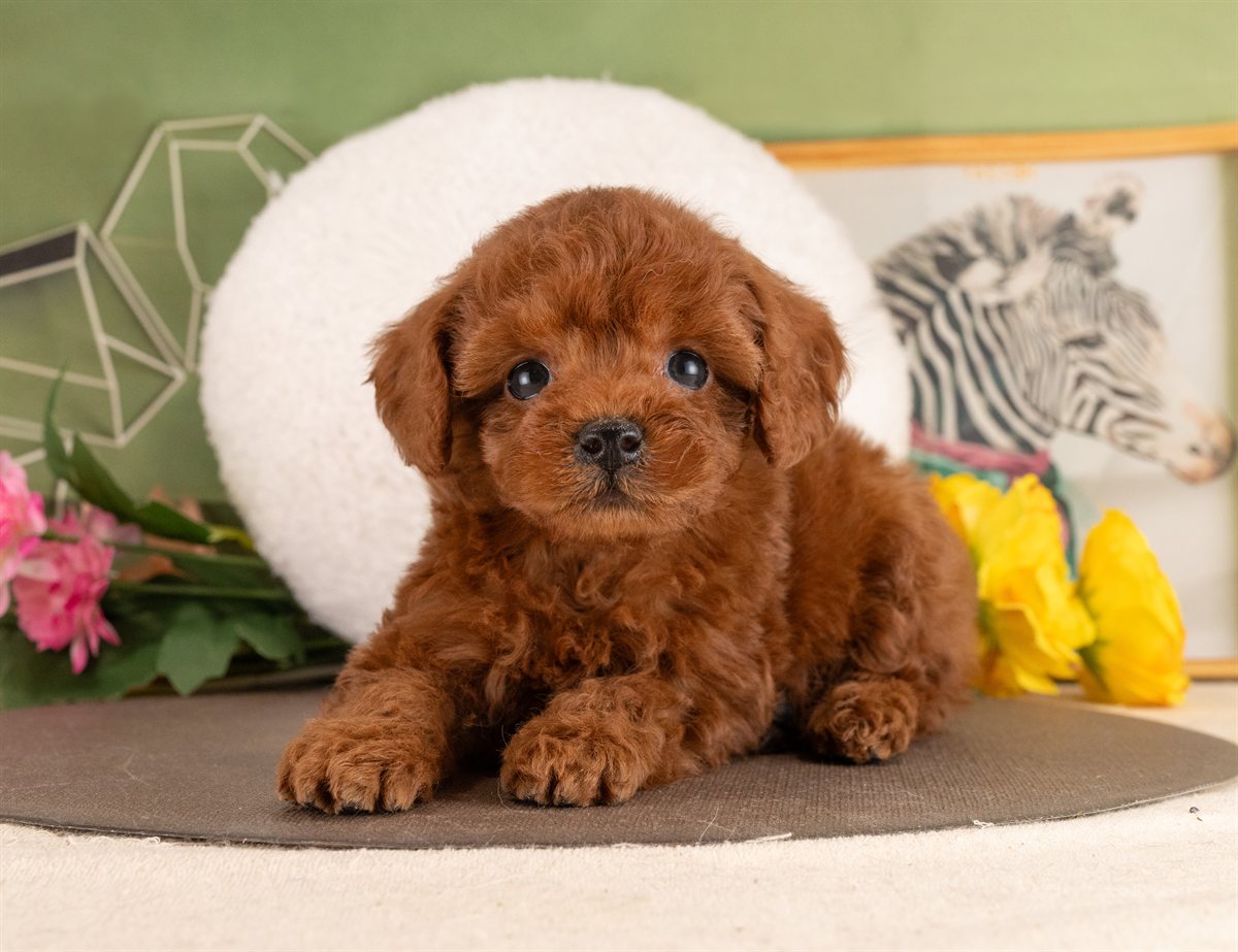 トイ・プードル | 女の子 | レッド | 2026年1月13日（ID:dog-4000754）