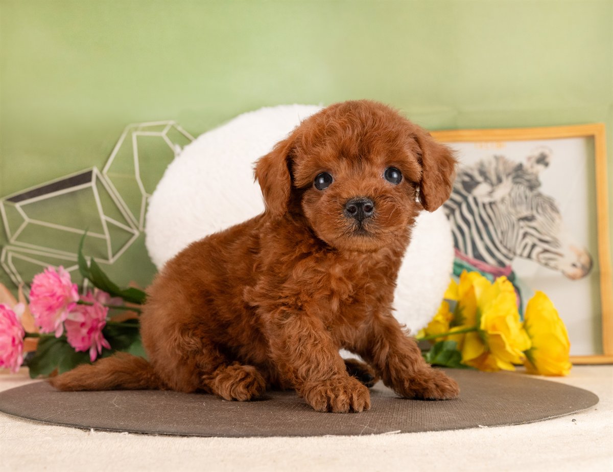 トイ・プードル | 女の子 | レッド | 2026年1月13日（ID:dog-4000754）