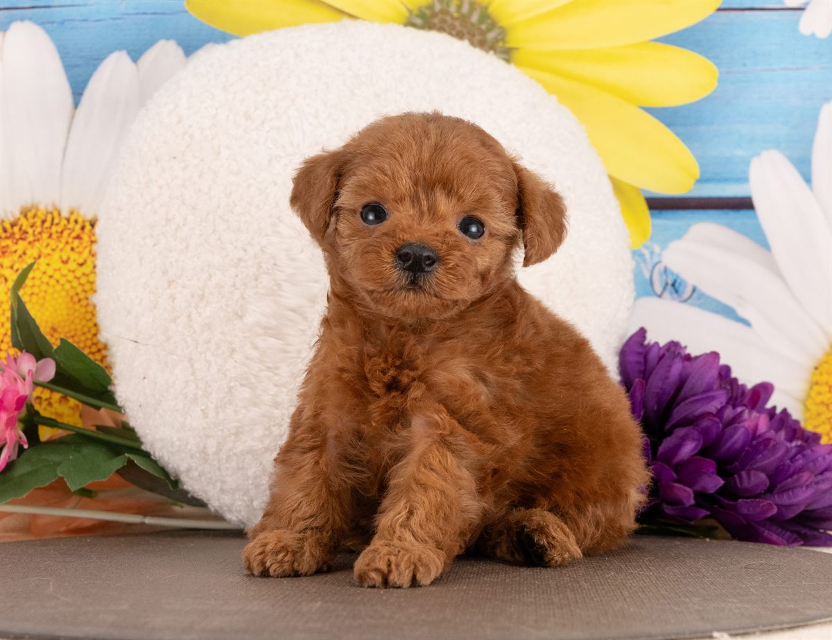 トイ・プードル | 女の子 | レッド | 2026年1月13日（ID:dog-4000755）